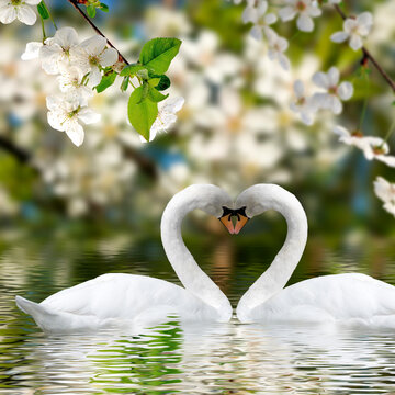 Image of two swans on water