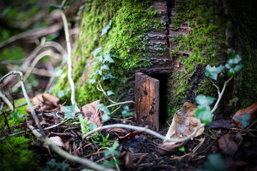 A magical fairy door discovered in the trunk of a tree