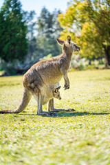 Kangaroo with joey in pouch in country Australia - these marsupials are a symbol of Autralian tourism and natural wildlife, the iconic kangaroos.