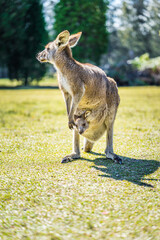 Kangaroo with joey in pouch in country Australia - these marsupials are a symbol of Autralian tourism and natural wildlife, the iconic kangaroos.