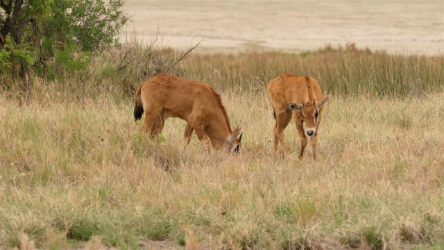Das Video zeigt zwei  junge Orix Antilopen Babys die Gras fressen. Anschlie&szlig;end sieht man die erwachsenen Eltern der Kinder, wie sie ebenfalls essen und in die Kamera schauen.