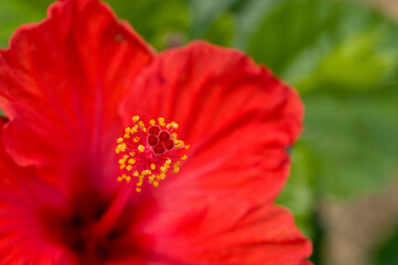 ハイビスカスの花