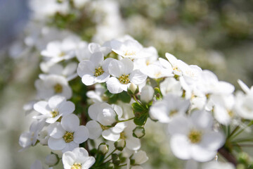 ユキヤナギの花