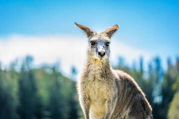 Kangaroo in country Australia - these marsupials are a symbol of Autralian tourism and natural wildlife, the iconic kangaroos.