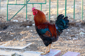 Bright red and black cock