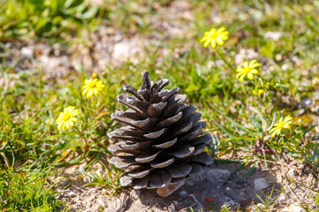 Dry fir cone in grass with yellow flowers