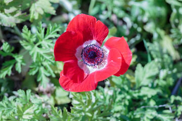 Fototapete bei efototapeten.de bestellen   