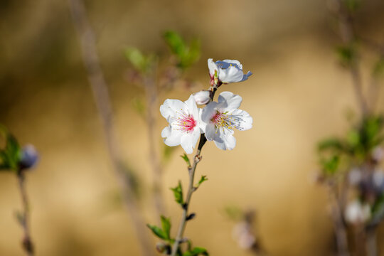 Almond flowers