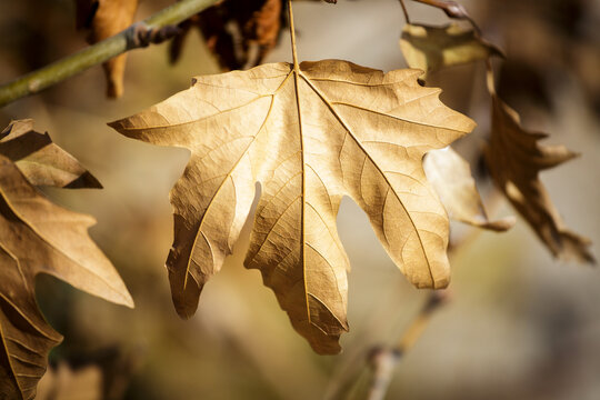 Sycamore leaf on tree