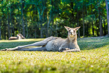 Kangaroo in country Australia - these marsupials are a symbol of Autralian tourism and natural wildlife, the iconic kangaroos.