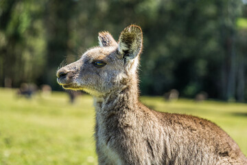 Kangaroo in country Australia - these marsupials are a symbol of Autralian tourism and natural wildlife, the iconic kangaroos.