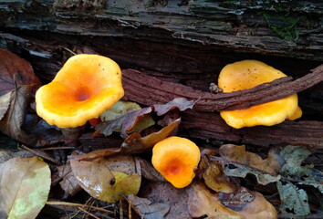 mushrooms in the forest