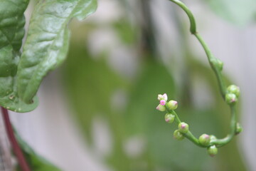 ばあちゃんお気に入りのツルムラサキが咲きます