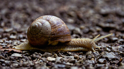schnecke, schale, tier, natur, bedächtig, helix, garden, braun, makro, schnecke,