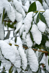 Image of bay leaf under the snow.