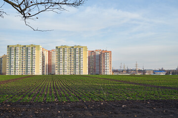 Image of young shoots of wheat against the background of residential buildings.