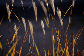 Fototapeta premium Flowering spikelets of Miscanthus sinensis. Solar lighting, contour light. Dry autumn grasses with spikelets of beige color close-up. Natural background. Selective focus.