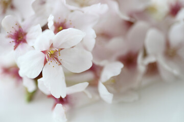 桜の花のクローズアップ