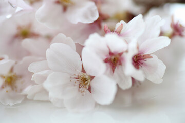 桜の花のクローズアップ