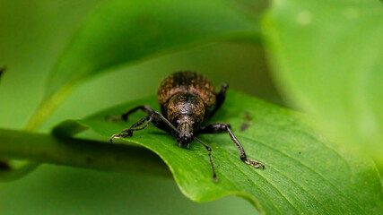insecta, fliege, makro, natur, blatt, green, badgered, käfer, tier, pests