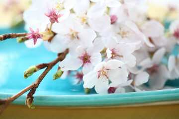 瑠璃色の和皿と桜の花