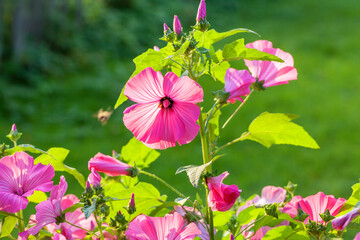 Picturesque Lavatera flowers in backlight against a blurred green background, Tver region, Russia