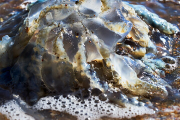 Sea life. Jellyfish.