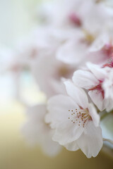 辛子色の布を背景にした桜の花