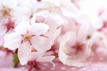 Fototapeta na wymiar 桃色の布を背景にした桜の花