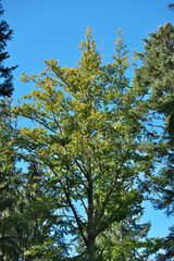 Zweige und Bäume ganz allein!