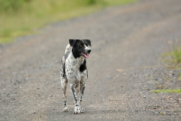 Black and white dog standing on the road.