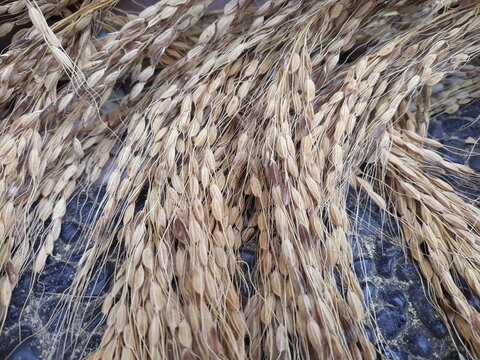 freshly harvested and still yellow rice
