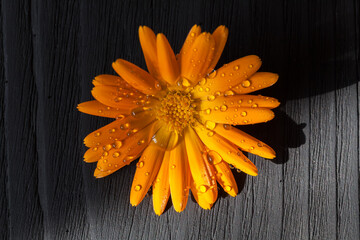 Marigold flower with dew drops on petals in the rays of the setting sun on a black background