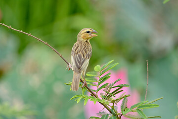 baya weaver on tree