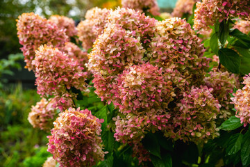 Obraz premium Faded hydrangea flower in the autumn garden. Shallow depth of field. 
