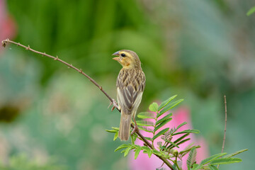 baya weaver on tree