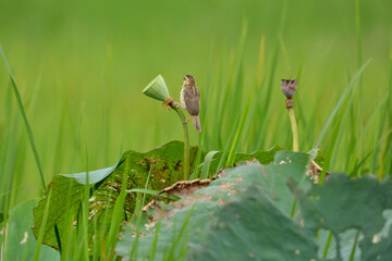baya weaver on tree