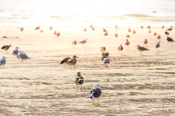 Group of European Herring Gulls on the beach backlit. Larus argentatus. Corrubedo Dunes Natural Park. La Coruña, Galicia, Spain.