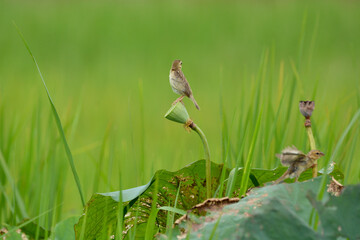 baya weaver on lotus