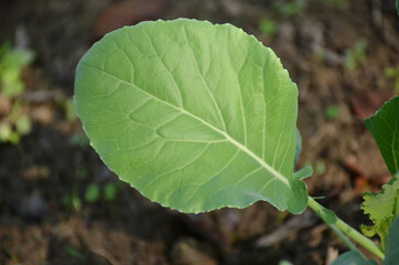 the small ripe green cabbage plant seedlings in the garden.