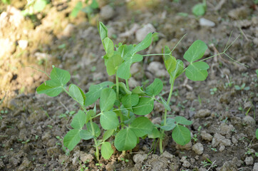 bunch the small ripe green peas plant seedlings in the garden.