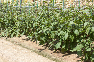 都会の農園の野菜
