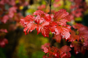 Viburnum branches with few colorful leaves in end of fall. Selective focus. Shallow depth of field.