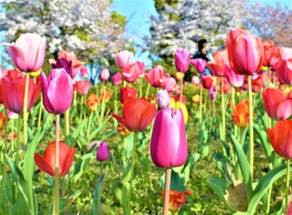 Beautiful pink, red and yellow tulips are in bloom at a park