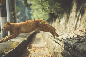 溝を跳び越える地域猫（京都、寺町通り）