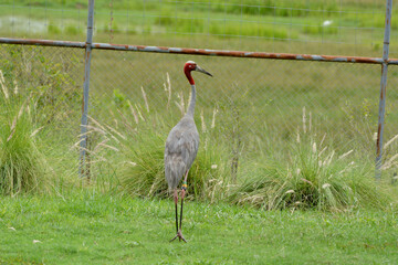 Grus antigone on grass field.