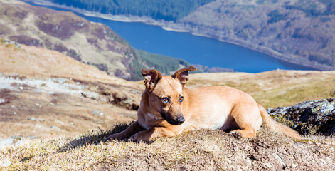 Naklejka premium Dog in mountains - cute rescue dog walking in Scottish Highlands