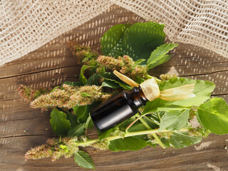 Sprigs of the medicinal herb amaranthus retroflexus and cosmetic oil on a wooden stand. Useful green amaranth plant for use in alternative medicine, homeopathy and cosmetology