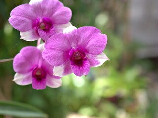 Naklejka na ściany i meble Closeup macro petals purple cooktown orchid ,Dendrobium bigibbum orchid flower plants and soft focus on sweet pink blurred background, sweet color for card design