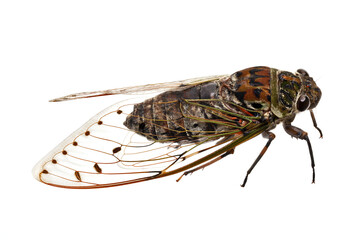 Cicada, Giant cicada isolated on white background